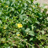 Creeping Cinquefoil